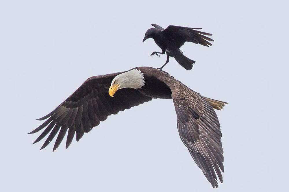 Crow Rides On The Back Of An Eagle