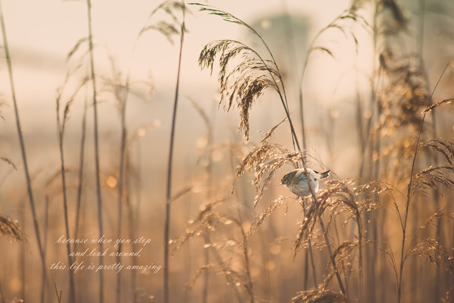 Beautiful Bokehlicious Photographs By Cristina Gonzalez