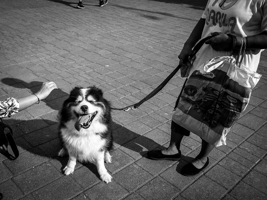 Dog Story - Photo Series By Indian Photographer Neenad Arul - 121Clicks.com