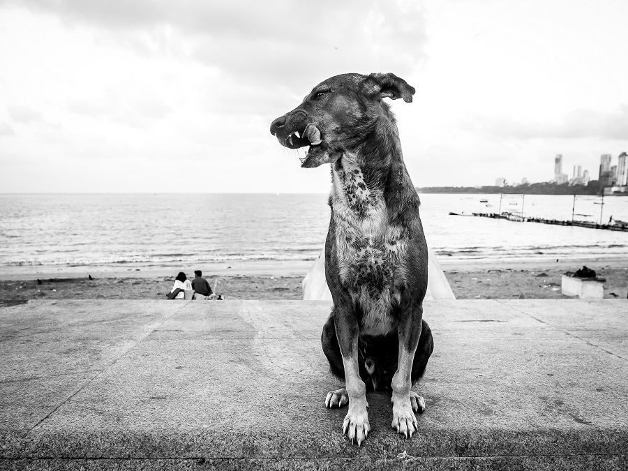 Dog Story - Photo Series By Indian Photographer Neenad Arul