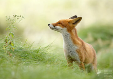 Zen Foxes: Photographer Roeselien Raimond Captures Beautiful Wild Foxes Enjoying Themselves