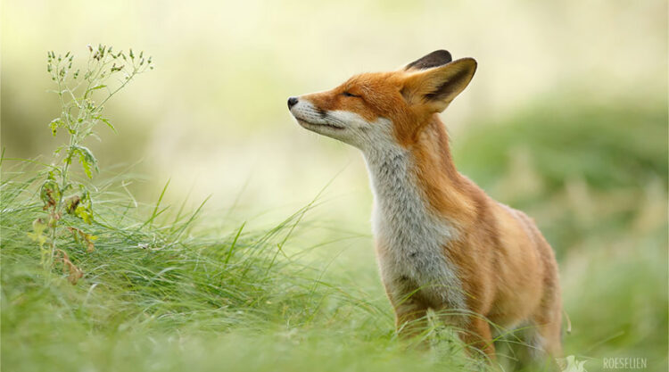 Zen Foxes: Photographer Roeselien Raimond Captures Beautiful Wild Foxes Enjoying Themselves