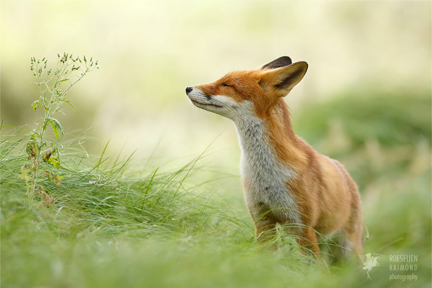 Zen Foxes: Photographer Roeselien Raimond Captures Beautiful Wild Foxes Enjoying Themselves