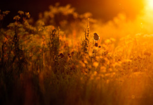 Summer Evening and Whinchat - 121clicks.com