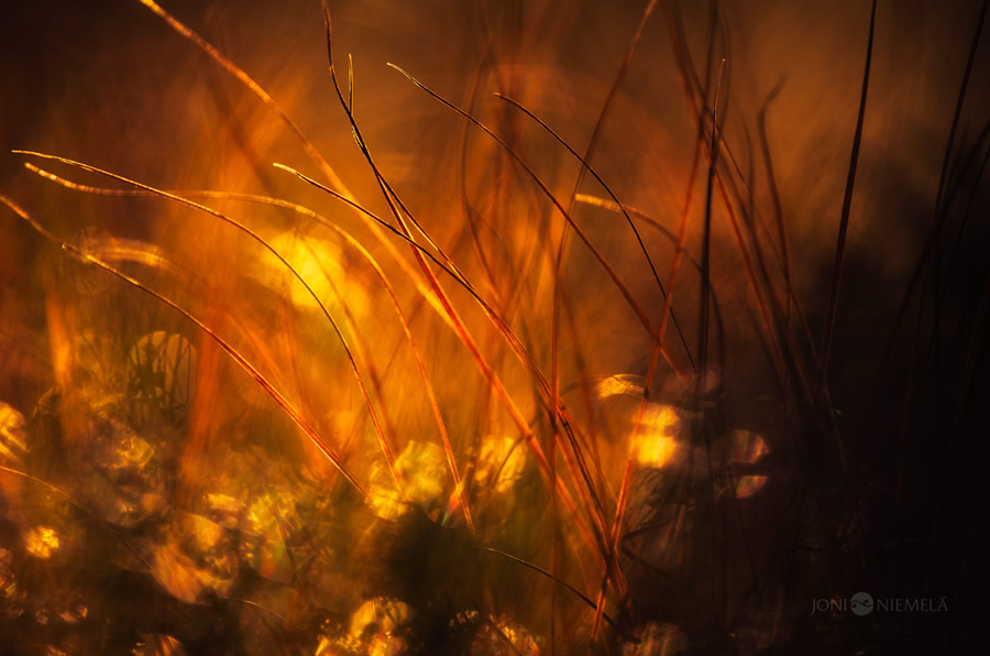 Beautiful Fine Art Nature Photography by Joni Niemela