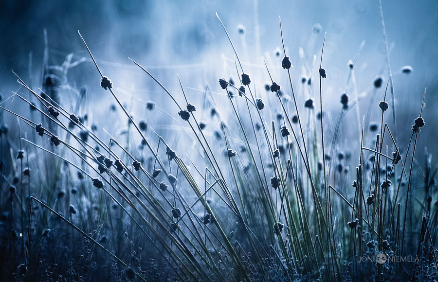 Beautiful Fine Art Nature Photography by Joni Niemela