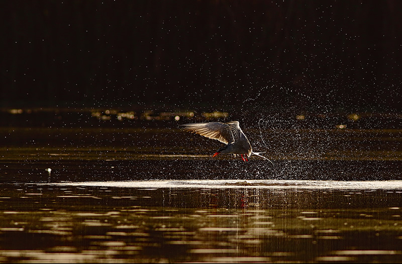 Beautiful Bird Photography By Pakistan Photographer Tahir Abbas