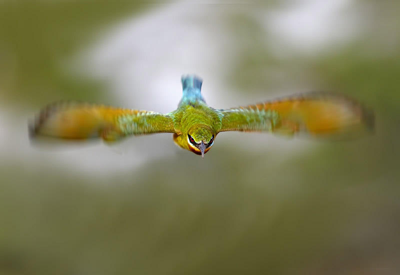 Beautiful Bird Photography By Pakistan Photographer Tahir Abbas