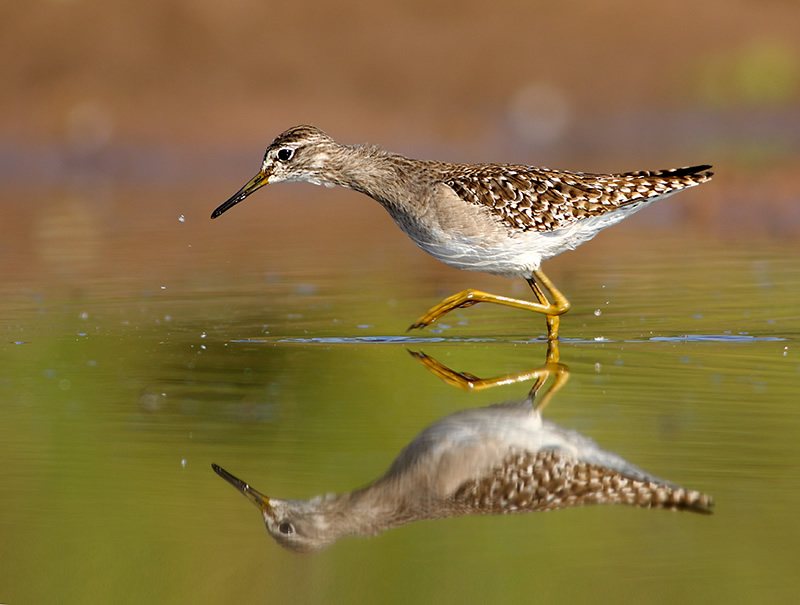 Beautiful Bird Photography By Pakistan Photographer Tahir Abbas