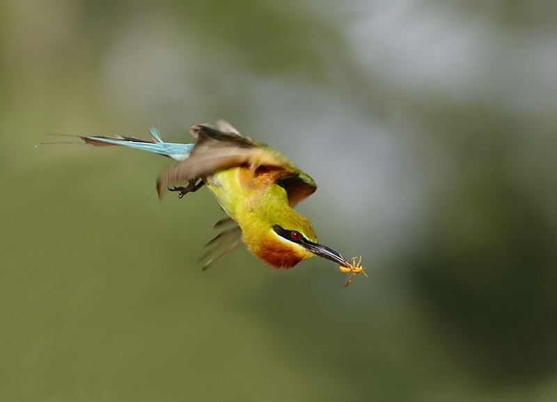 Beautiful Bird Photography By Pakistan Photographer Tahir Abbas