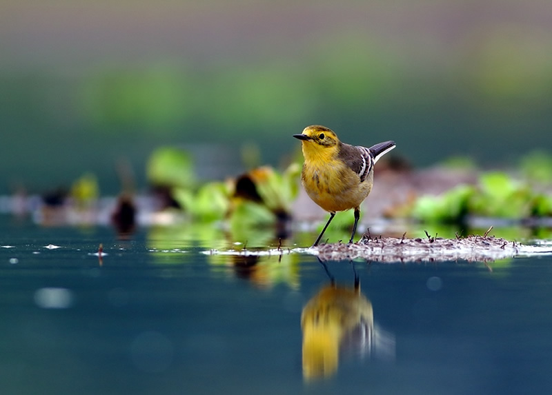 Beautiful Bird Photography By Pakistan Photographer Tahir Abbas