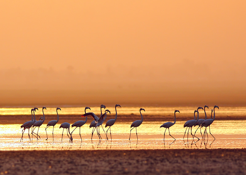 Beautiful Bird Photography By Pakistan Photographer Tahir Abbas