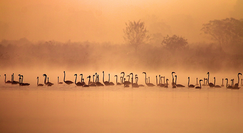 Beautiful Bird Photography By Pakistan Photographer Tahir Abbas