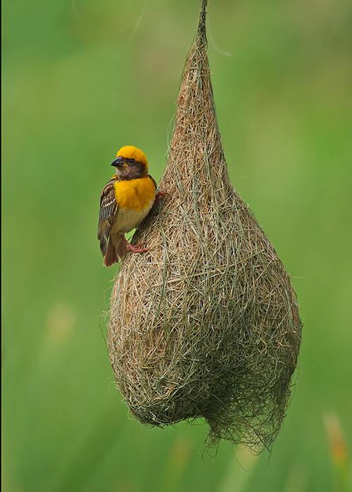 Beautiful Bird Photography By Pakistan Photographer Tahir Abbas