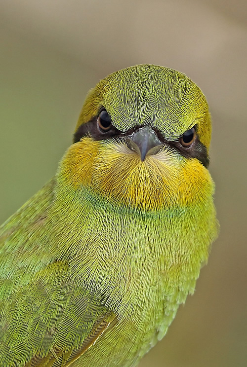 Beautiful Bird Photography By Pakistan Photographer Tahir Abbas