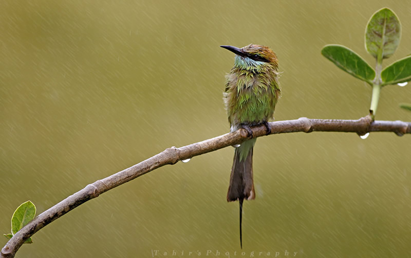 Beautiful Bird Photography By Pakistan Photographer Tahir Abbas