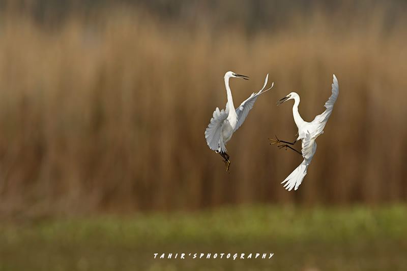 Beautiful Bird Photography By Pakistan Photographer Tahir Abbas