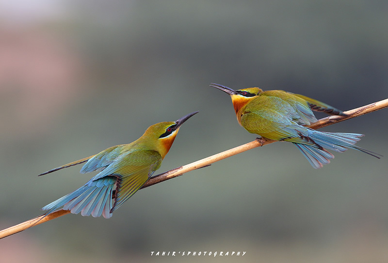 Beautiful Bird Photography By Pakistan Photographer Tahir Abbas