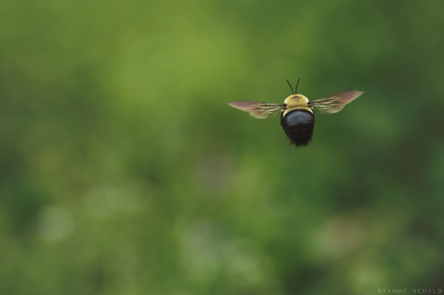 Beautiful Bokehlicious Photography By Tammy Schild