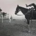 man standing beside white horse, elder riding dark horse on sand