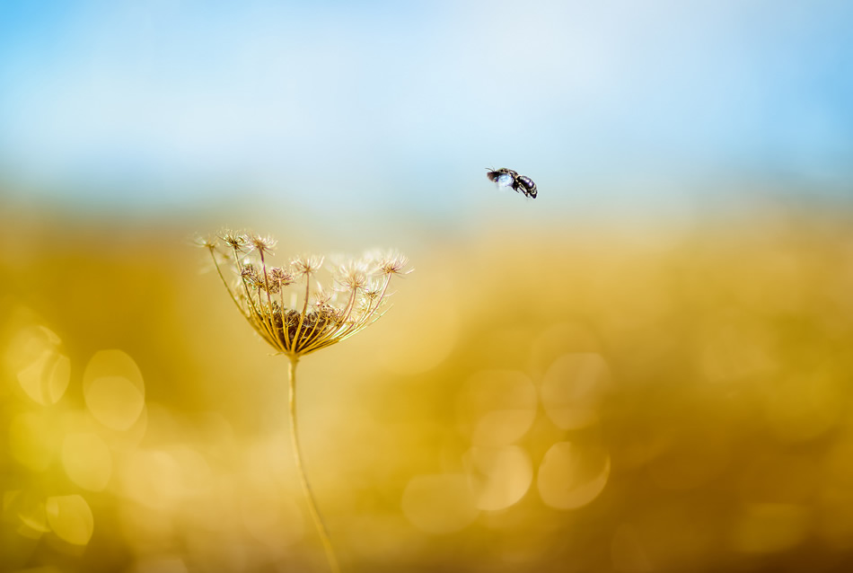 Beautiful Bokeh Photography Tips and Examples