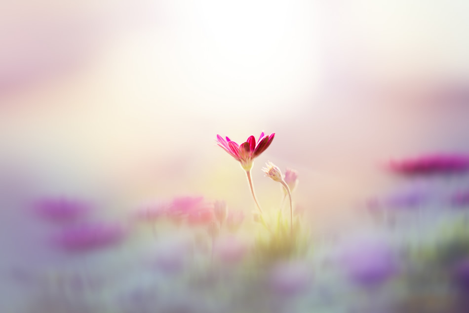 Bokeh Photography by Jose Antonio