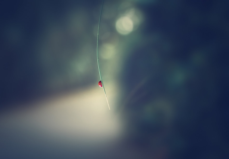 Bokeh Photography by Jose Antonio