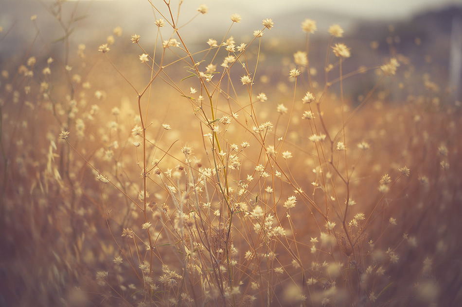 Bokeh Photography by Jose Antonio