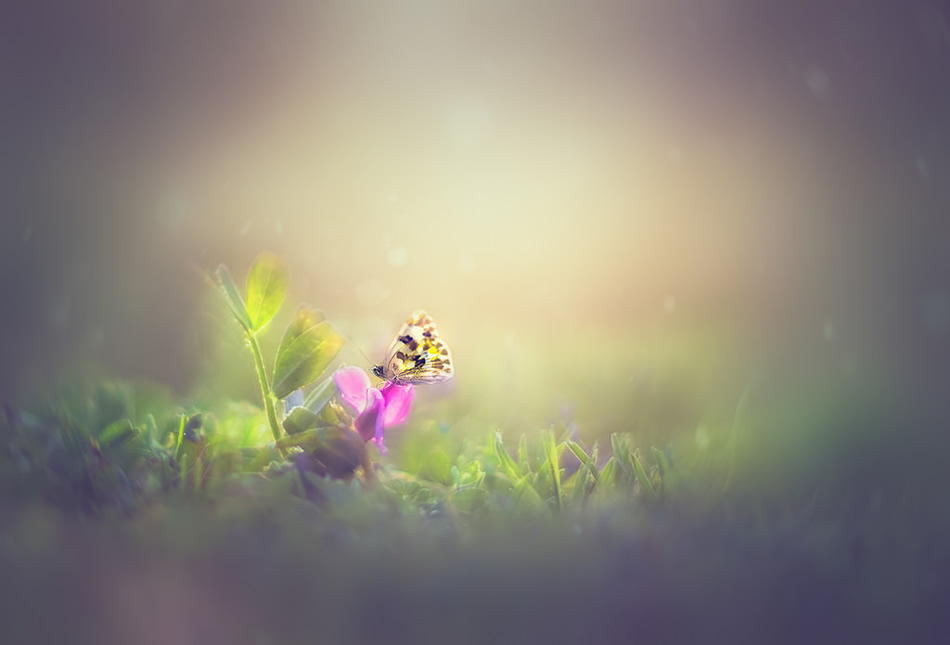 Bokeh Photography by Jose Antonio