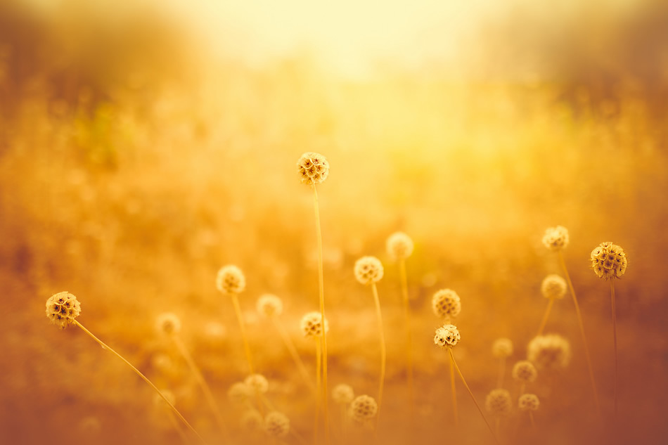 Beautiful Bokeh Photography Tips and Examples