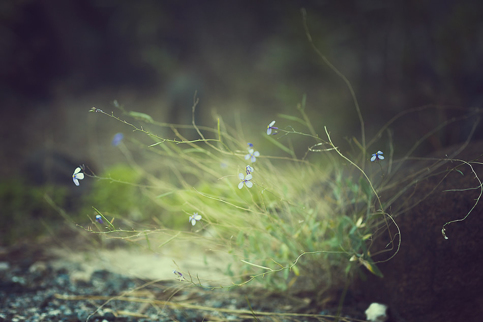 Bokeh Photography by Jose Antonio