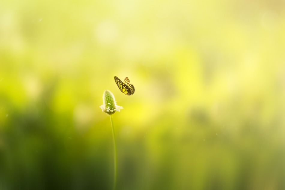 Bokeh Photography by Jose Antonio