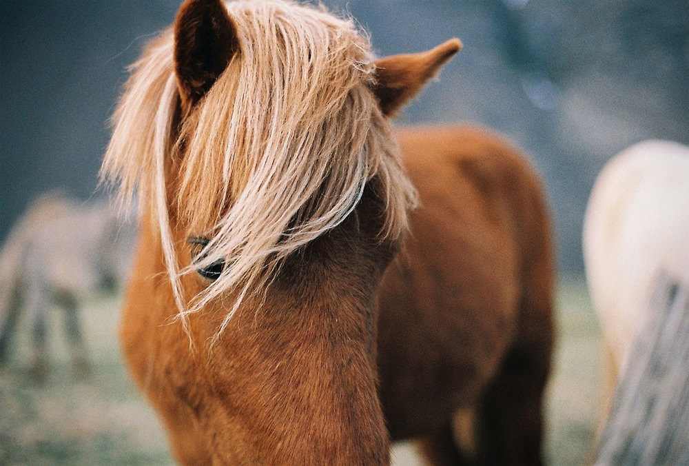 Paul Bailey Photography - Film Photos of beautiful Iceland