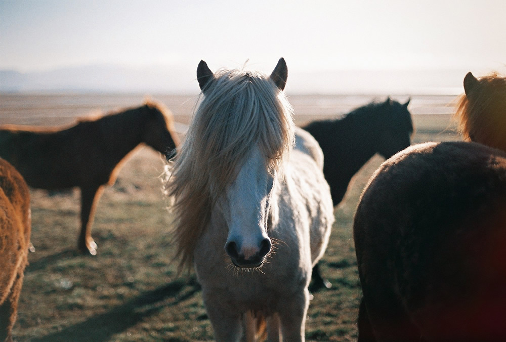 Paul Bailey Photography - Film Photos of beautiful Iceland