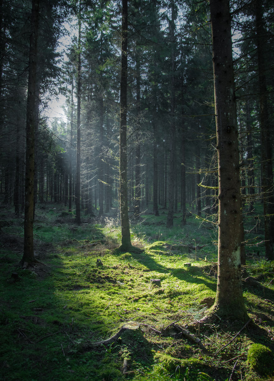 Photographer Magnus Dovlind Captures Swedish Nature As A Therapy ...