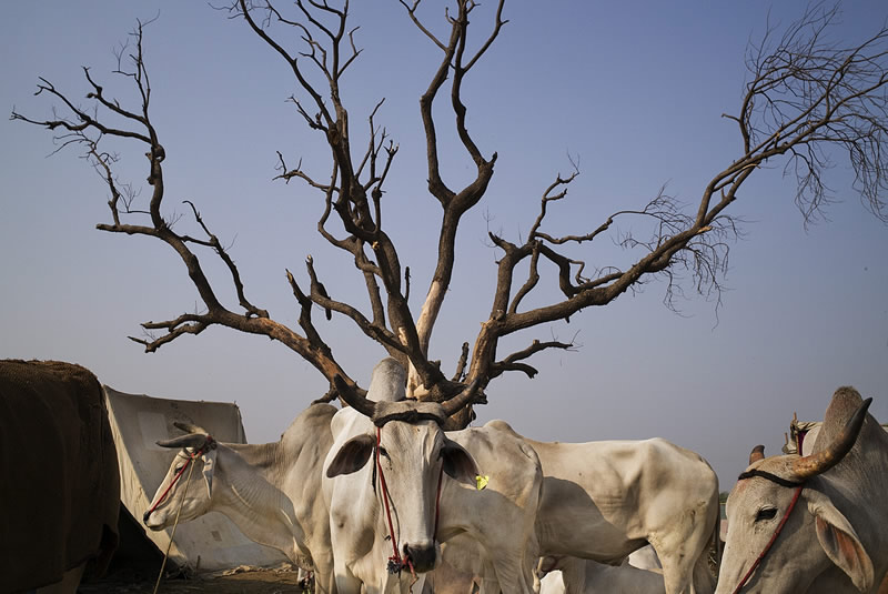 Tree and Cow - Street Photography and art of the composition