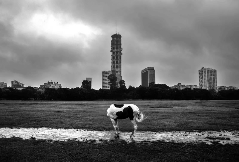 Wandering Amidst The Urban Jungle - Photo Series By Jit Rakshit