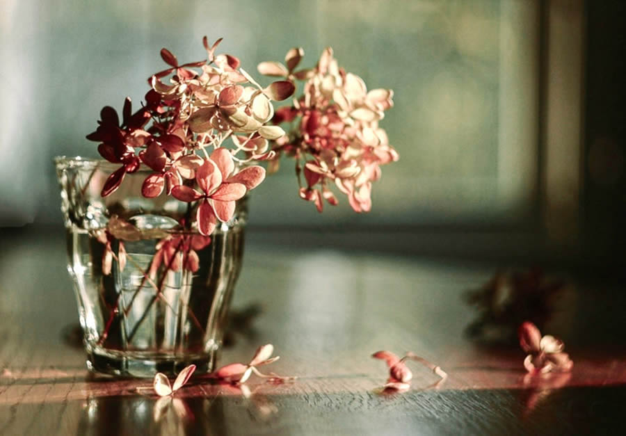 Susan Licht - Still Life Photographer from Massachusetts