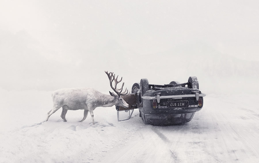 How I Turned Rescued Animals and a Magic of Solitude Into Art By Martin Stranka