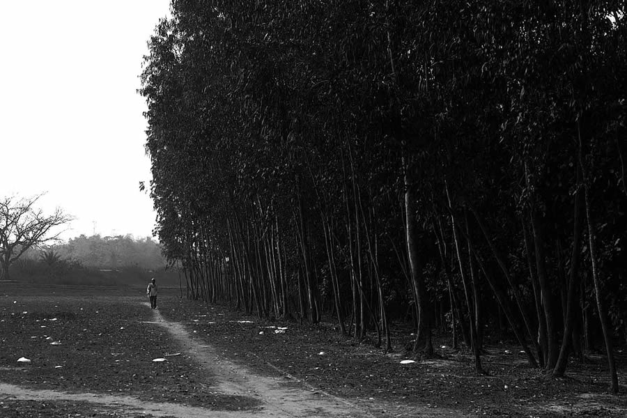 Trees – Photo Series By Indian Photographer Nilanjan Ray