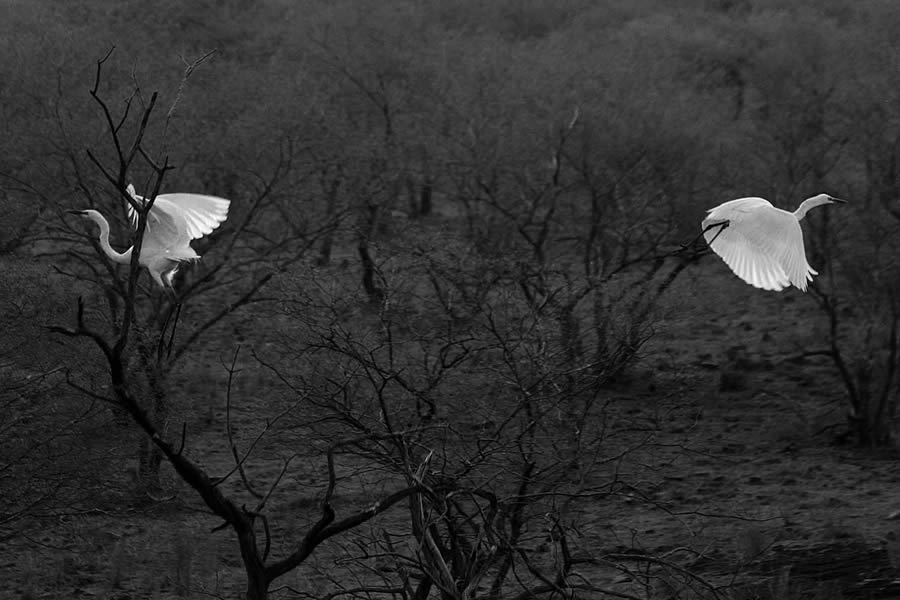 Trees – Photo Series By Indian Photographer Nilanjan Ray