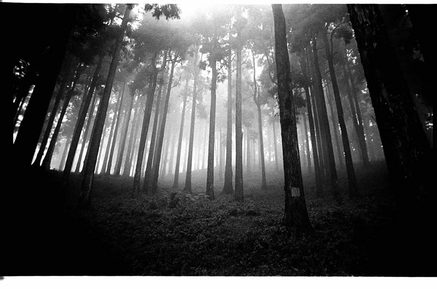 Trees – Photo Series By Indian Photographer Nilanjan Ray