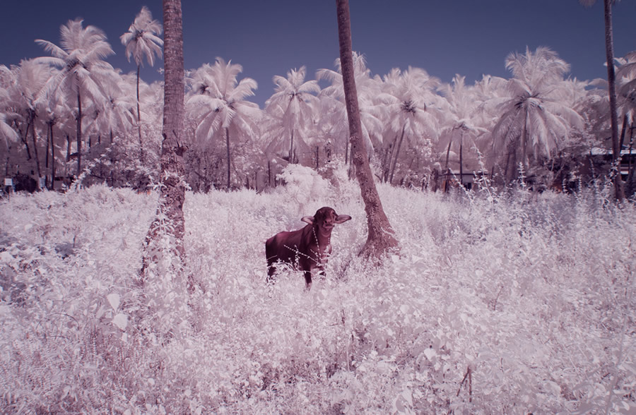 Goa - Through Photographer's Eye: Infrared Photography Series By Nimit Nigam