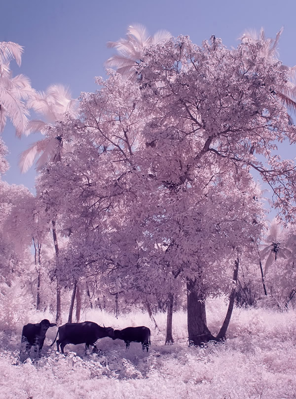 Goa - Through Photographer's Eye: Infrared Photography Series By Nimit Nigam