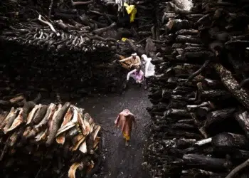 Workers among massive stacks of funeral pyre wood at Varanasi cremation ghats