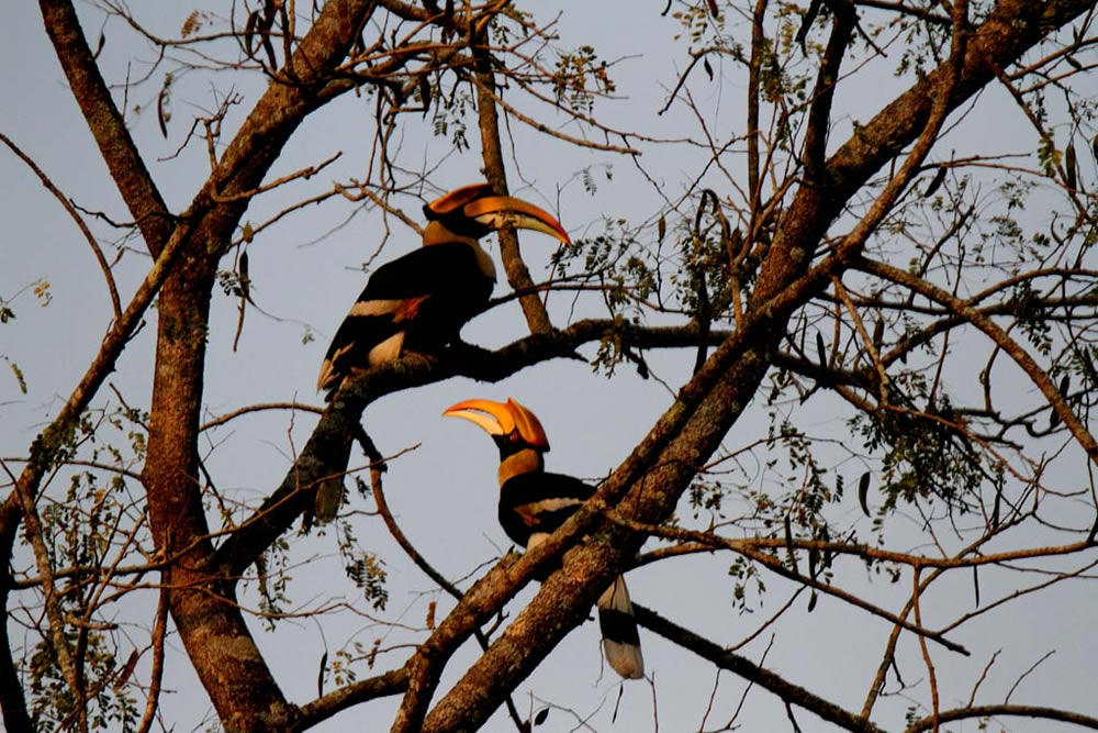 Nilanjan Ray - Photographer From Kolkata