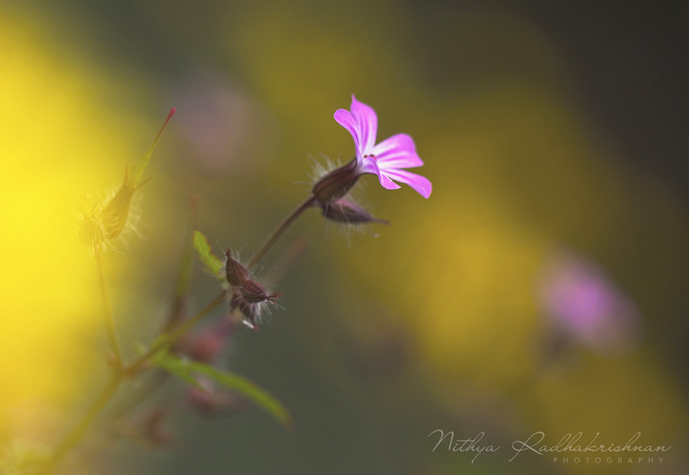 Nithya Radhakrishnan - Nature and Flora Photographer From Chennai, India