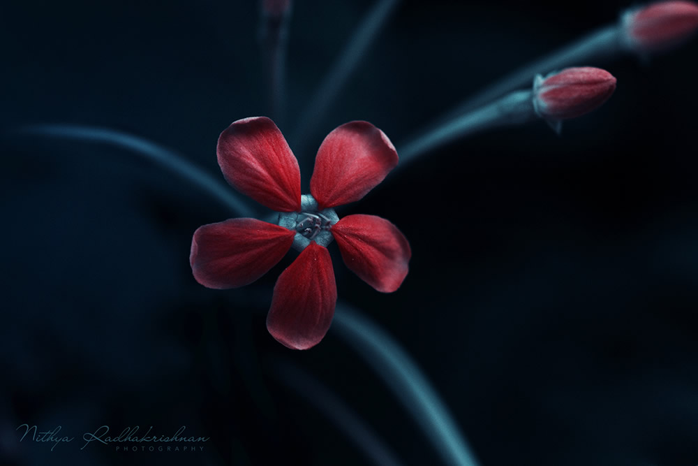 Nithya Radhakrishnan - Nature and Flora Photographer From Chennai, India