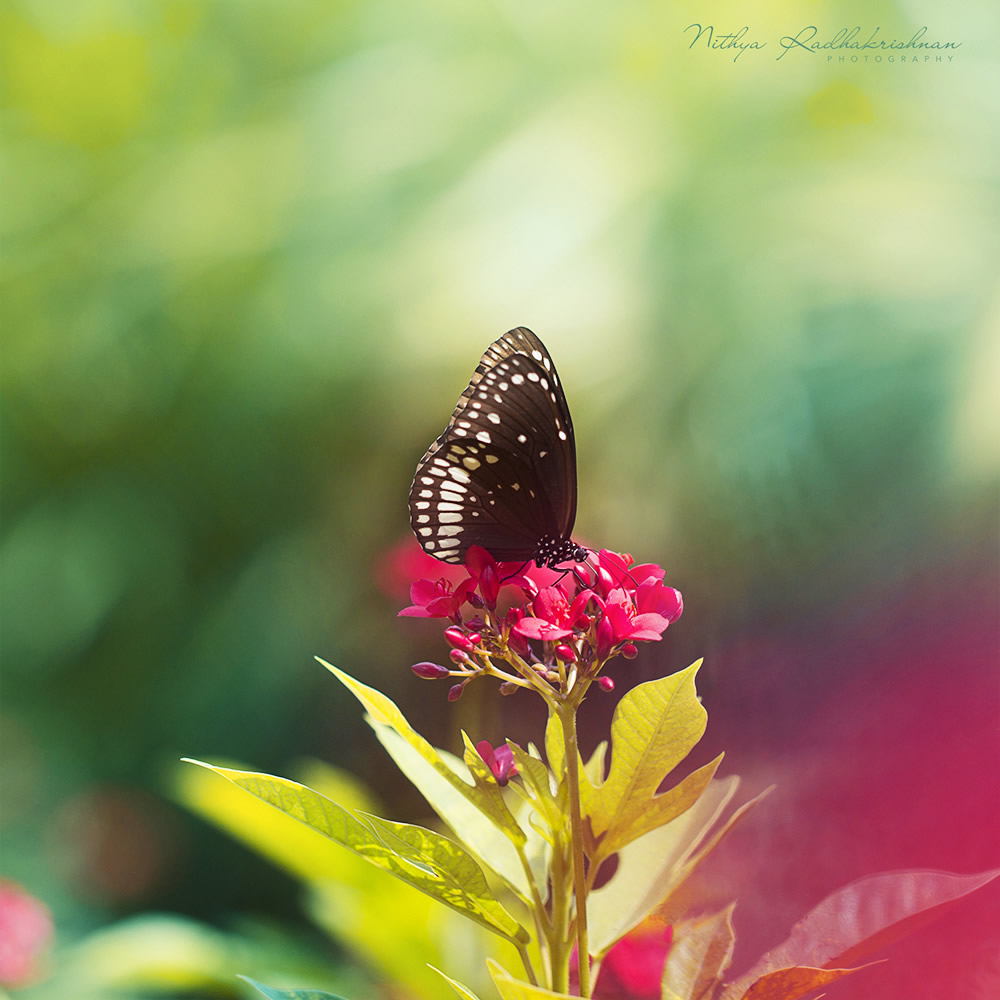 Nithya Radhakrishnan - Nature and Flora Photographer From Chennai, India