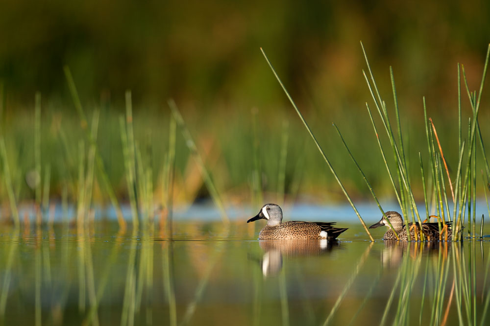 Ray Hennessy - Bird Photographer